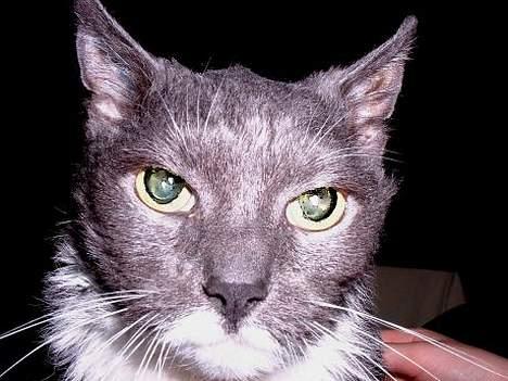 Blanding af racer Tilde ~ Død :'( - Tilde. Som 21 årig, året for hun gik bort <3 billede 1