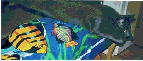 Blanding af racer Felix - Et mislykket billede. Første spring jeg udsatte ham for :P Har lært ham at spring 100 cm på komando :) billede 3