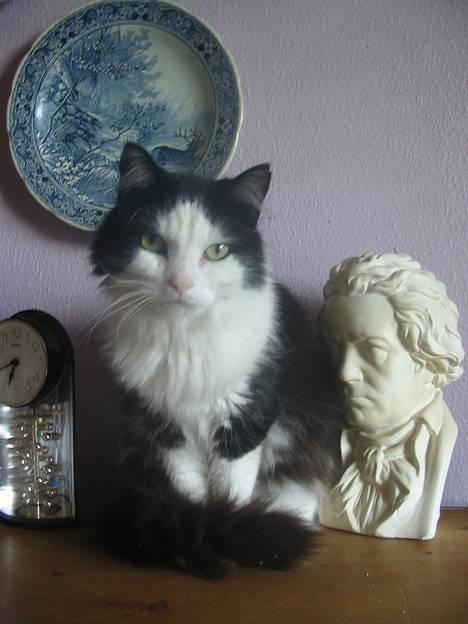 Blanding af racer Strit - se mig=D billede 1