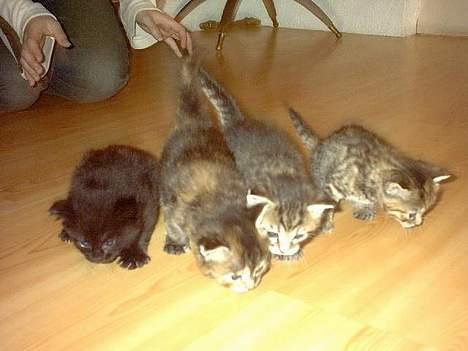 Blanding af racer Dotten - de fire kattungene dotten fikk billede 6