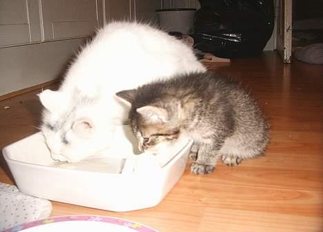 Blanding af racer Kovo billede 3