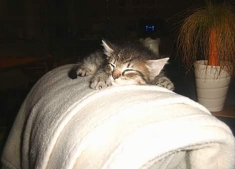 Blanding af racer Kovo billede 4