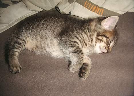 Blanding af racer Kovo billede 5