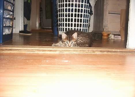 Blanding af racer Kovo billede 6