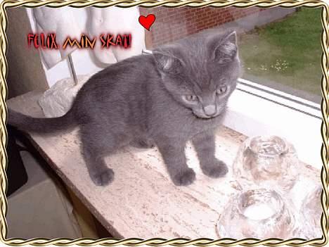 Blanding af racer Felix - Eksperimentede lige lidt med billedet, men det blev ikke så vellykket :P billede 4