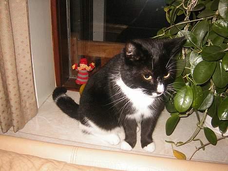 Blanding af racer Mille - HVAD SKAL JEG LAVE? billede 7