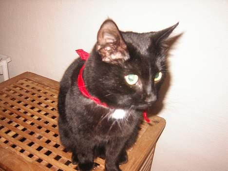 Blanding af racer NuzZer - jeg har en rød sløjfe på!!!:) billede 7