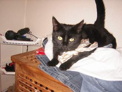 Blanding af racer NuzZer - Jeg har en guld sløjfe på:) billede 8