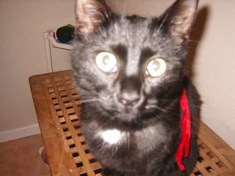 Blanding af racer NuzZer - Hehe du ser sjov ud!!! billede 9