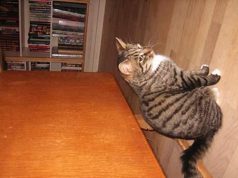 Blanding af racer Max - jeg vender vist på hoved!!!! billede 8