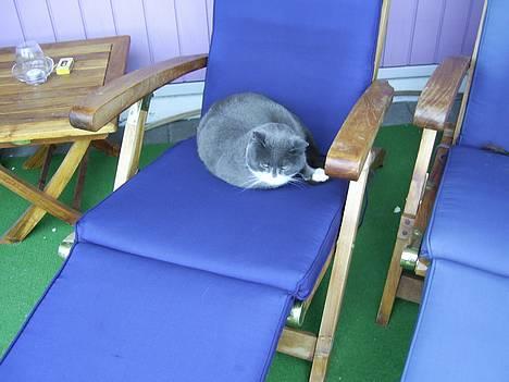 Blanding af racer Oliver billede 4