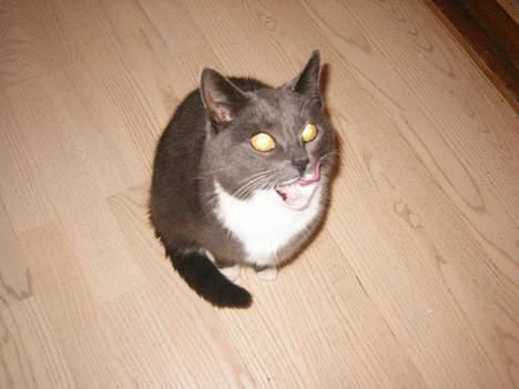 Blanding af racer Nova - hmm. jeg har lige fået mad, så jeg skal lige gøres rend.!!! billede 2