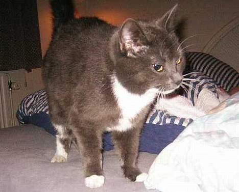 Blanding af racer Nova - Det er svært og rejse sig når man lige har lagt godt!!! billede 3