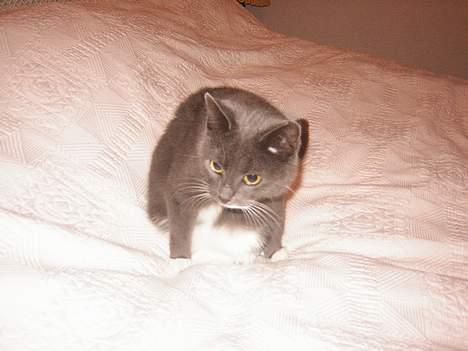 Blanding af racer Nova - hej!!!! billede 4