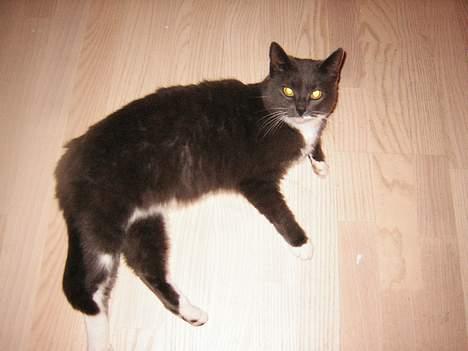 Blanding af racer Nova - Hej med dig!!!thi hi billede 6