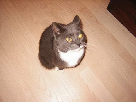 Blanding af racer Nova - hejza!!! billede 7