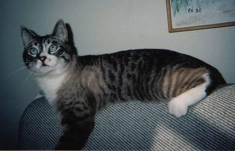 Blanding af racer Frede billede 1