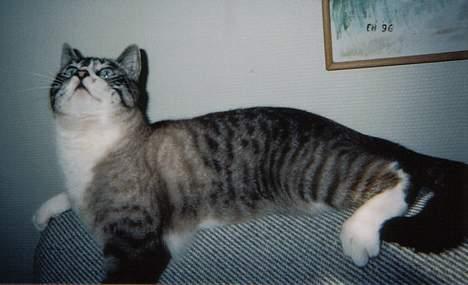 Blanding af racer Frede billede 2