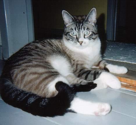 Blanding af racer Frede billede 3