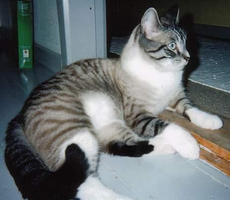 Blanding af racer Frede billede 4