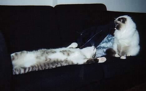 Blanding af racer Frede - Se hvor lang jeg er! Birmaen er også vores og hedder Kiki.  billede 5