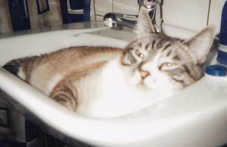 Blanding af racer Frede - Man kan jo også flyde i håndvasken. billede 6