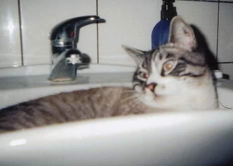 Blanding af racer Frede billede 7