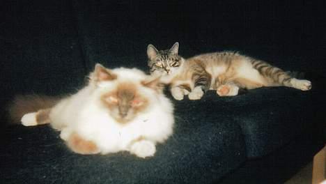 Blanding af racer Frede - Frede og Kiki slapper af, for en gangs skyld! billede 8