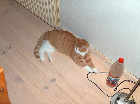 Blanding af racer Vimse *forsvundet* - han er jo blevet noget større... billede 8