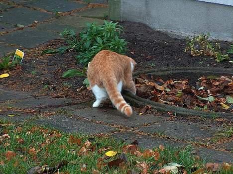 Blanding af racer Vimse *forsvundet* - vimse leger stadigvæk med en mus - nu i brønddækslet! billede 9