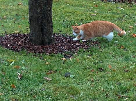 Blanding af racer Vimse *forsvundet* billede 10