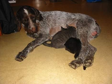 Huskat Hr. Mortensen - Her er vi så sammen med vores mor! Hmm.... Det er underligt! Ligegyldig hvor meget man sutter kommer der stadig ingen mælk ud... Hmm billede 6