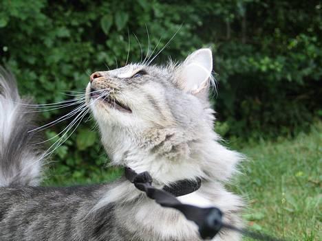 Norsk Skovkat Ellinor - Heej her er jeg! billede 1