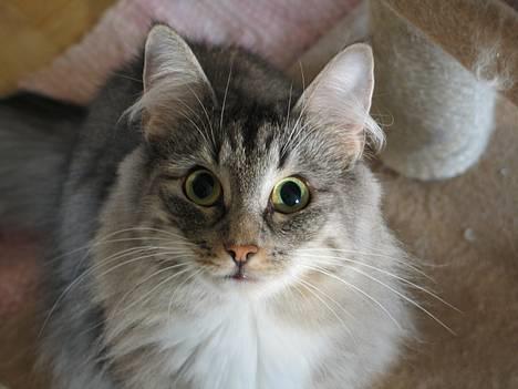 Norsk Skovkat Ellinor - jeg er lidt træt billede 2