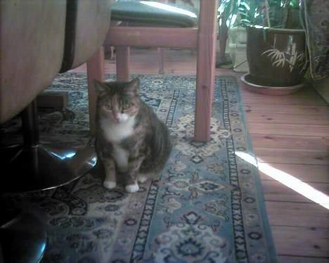 Europé katasja - katasja min taaal dejlige kat billede 1