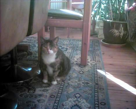 Europé katasja - det er så endnu et billede af min smukke kat(asja) hehe billede 2