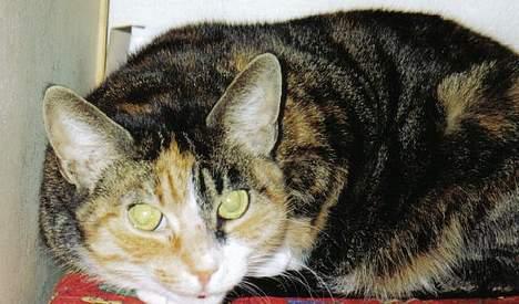 Europé katasja - tasja min mus..... billede 3