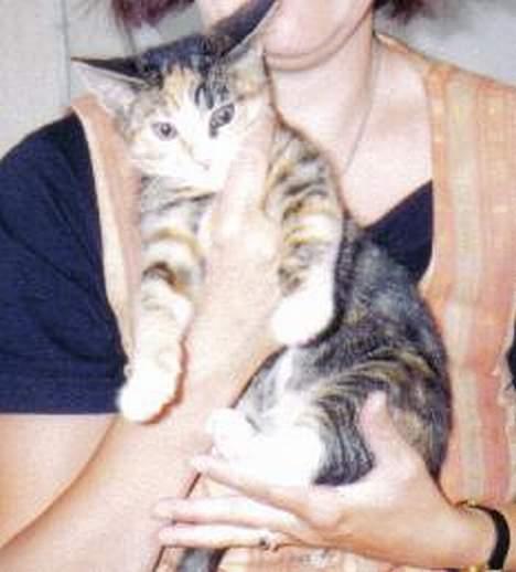 Europé katasja - tasja som lille mus billede 4