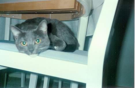 Blanding af racer Fiffi - Her er Fiffi.. <3  billede 1