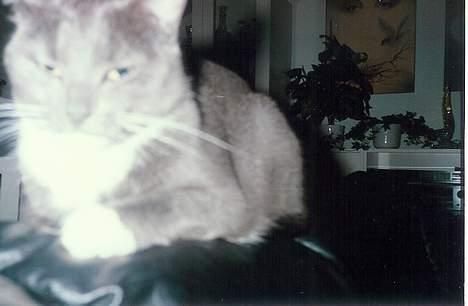 Blanding af racer Fiffi - Hvad glor du på? billede 2