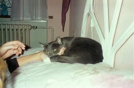 Blanding af racer Fiffi billede 3