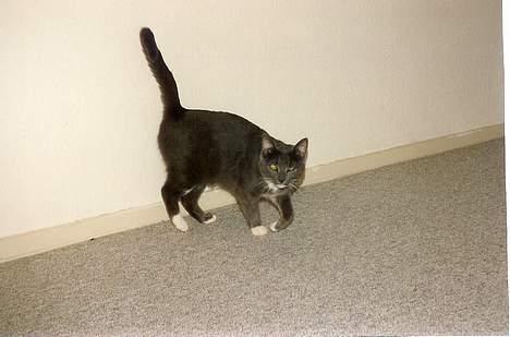 Blanding af racer Fiffi - Hehe se mig : )  billede 4