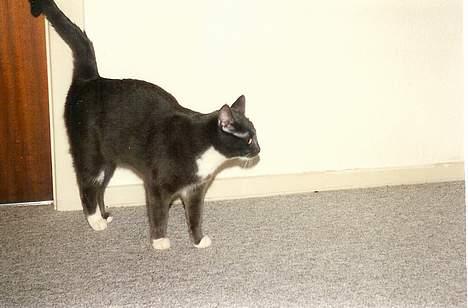 Blanding af racer Fiffi billede 5