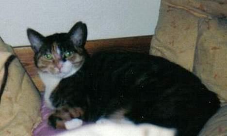 Europé katasja - tasja har lige sovet billede 5