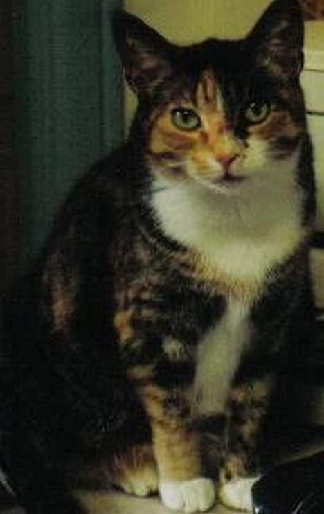 Europé katasja billede 6