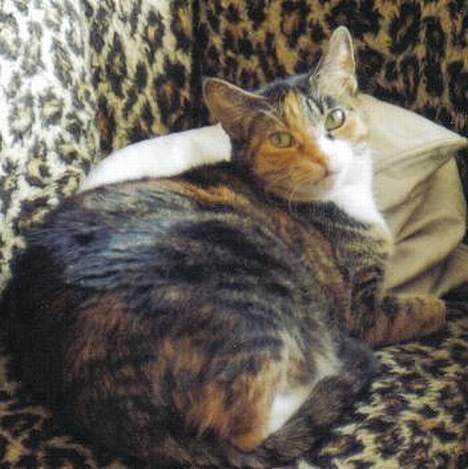 Europé katasja - hvem hvad hvor?? billede 7