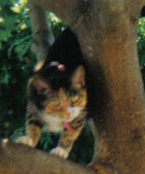 Europé katasja billede 8