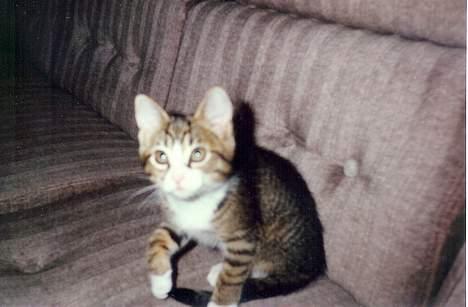 Blanding af racer Line billede 1