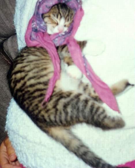 Blanding af racer Line billede 2