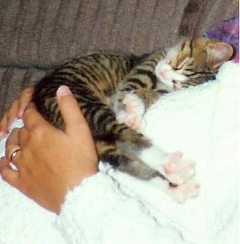 Blanding af racer Line billede 3